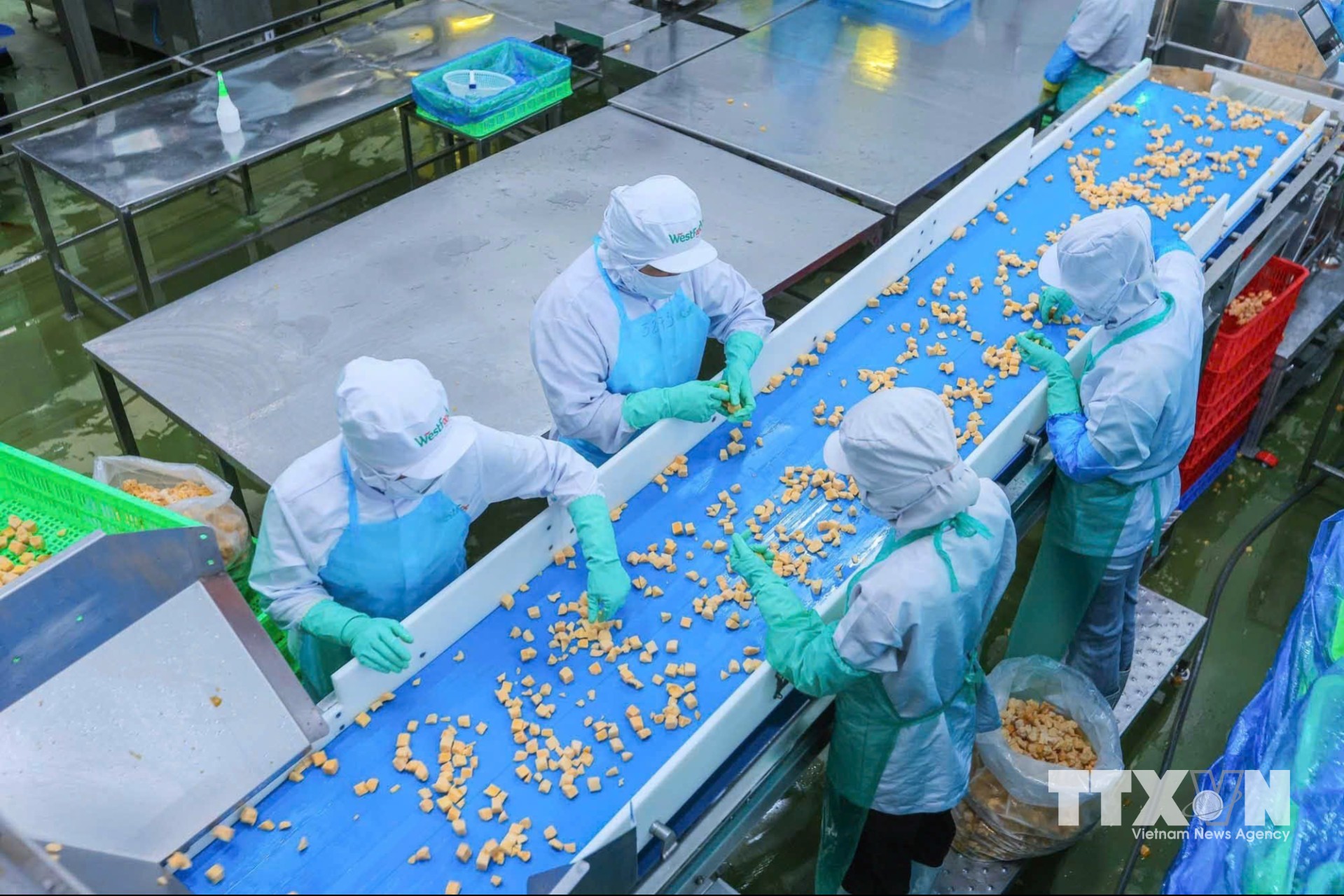 Công ty Cổ phần WestFood Hậu Giang không ngừng cải tiến sản phẩm, hệ thống dây chuyền hiện đại cùng công nghệ tự động hóa tiên tiến giúp nhà máy đạt công suất 30.000 tấn thành phẩm mỗi năm. (Ảnh: Hoàng Hiếu/TTXVN)